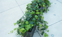 �͂肫�イ�}�b�T�[�W�A���m���ɓ�s���������É@�ʐ^